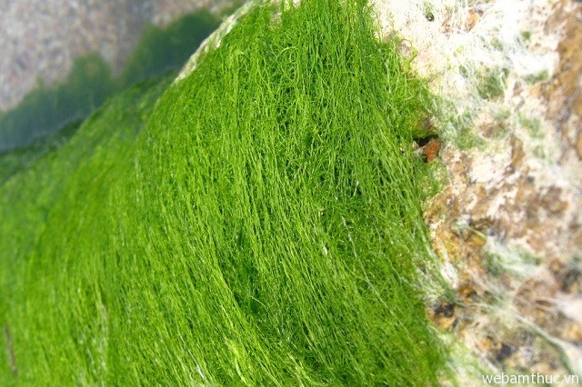 Hình 10 – Các tảng đá ở ven suối vào mùa mưa rêu rất ngon và nhiều