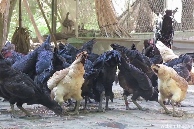 Hình 5 – Giống gà đen từ lông đến thịt